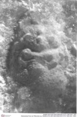 Historisches Foto von Pithonoton sp. (NHMW-AFW-GEO-BACHMAYER-FOTO-1990-0041-1683)